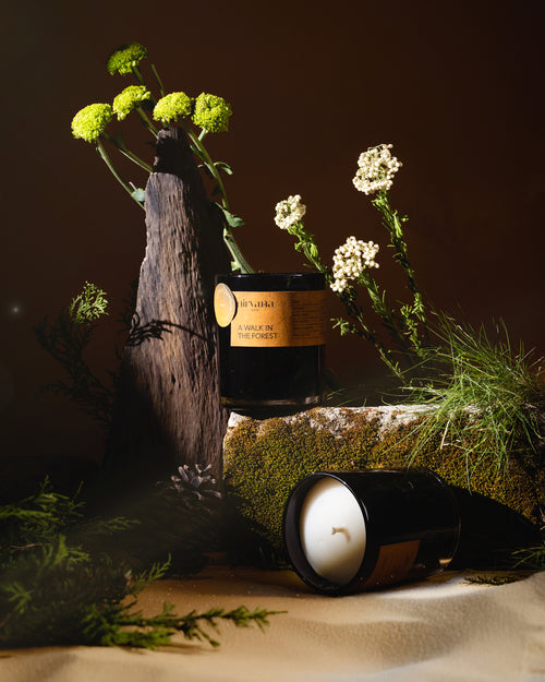 A Walk In The Forest